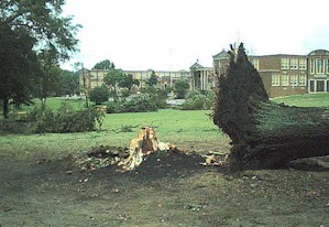 Trees at East toppled over by storm